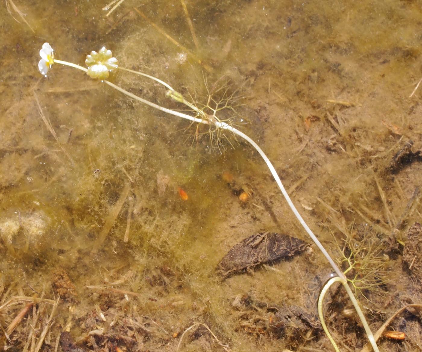 Crowfoot, Water leaf